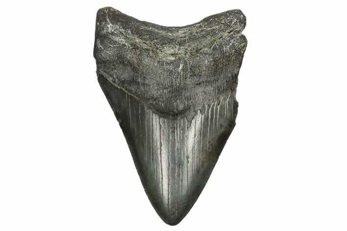 Fossil Megalodon Tooth - South Carolina #170347